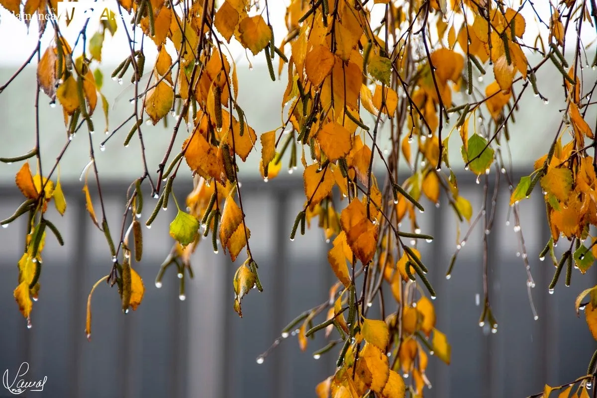 El otoño en Salamanca. Foto de Manuel Lamas