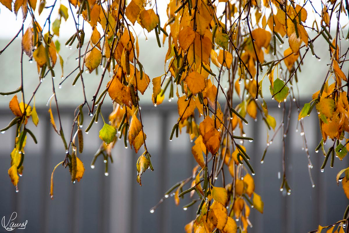 Parque de los Jesuitas, Salamanca