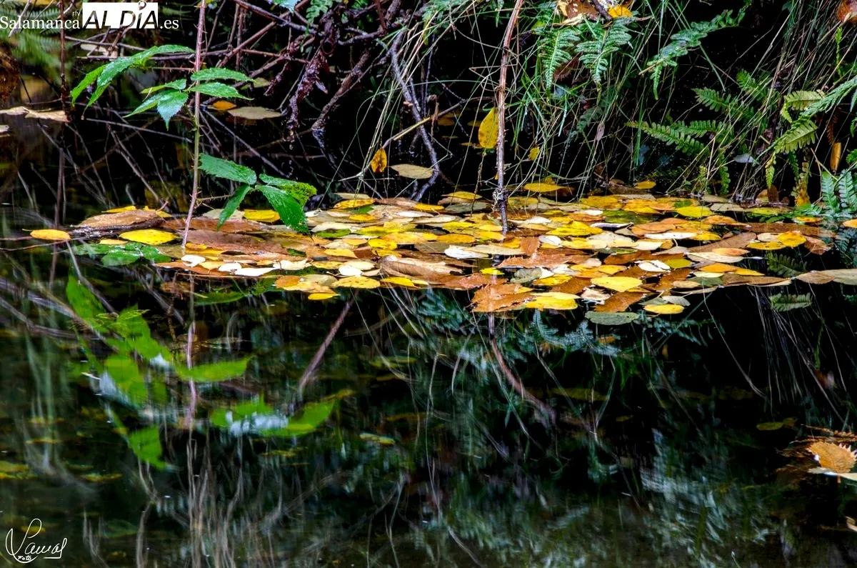 El otoño en Salamanca. Foto de Manuel Lamas