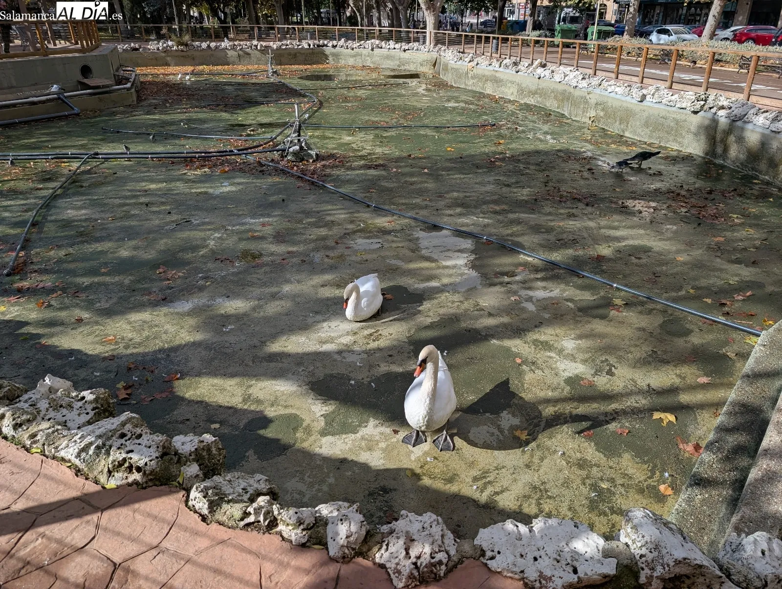 Patos de La Alamedilla con el estanque sin agua | Fotos: David Sañudo