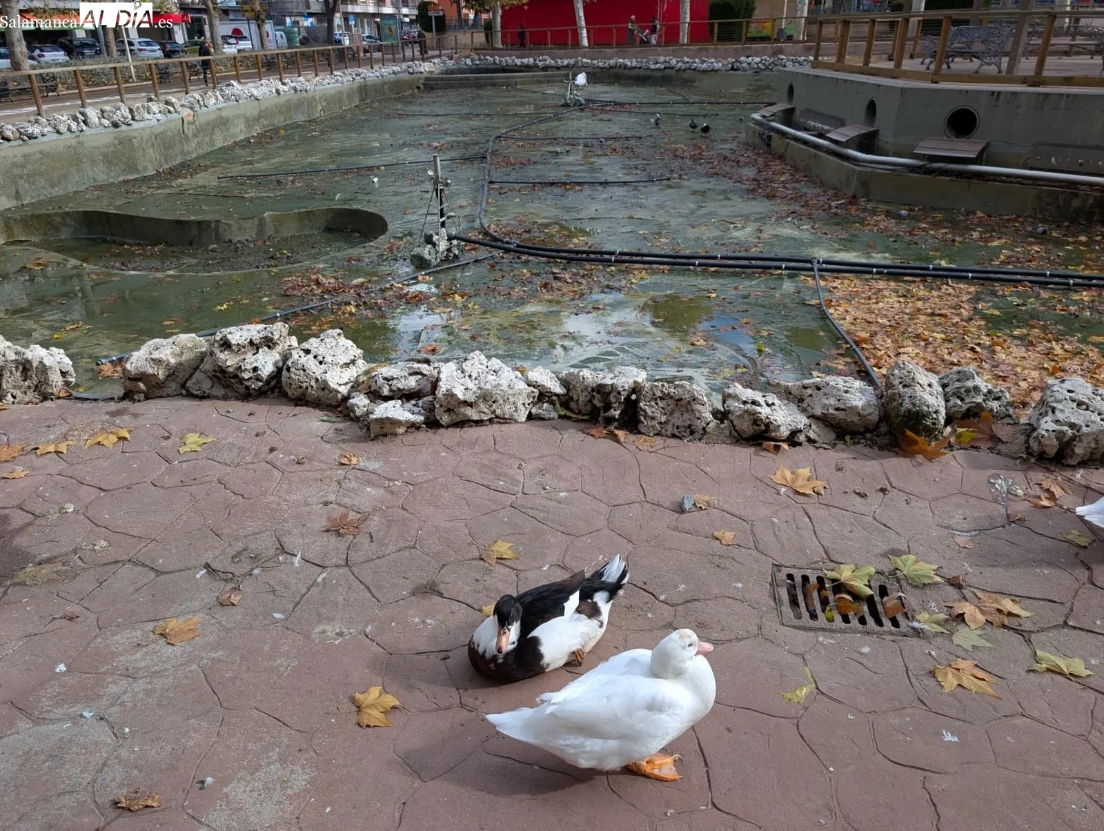Patos de La Alamedilla con el estanque sin agua | Fotos: David Sañudo