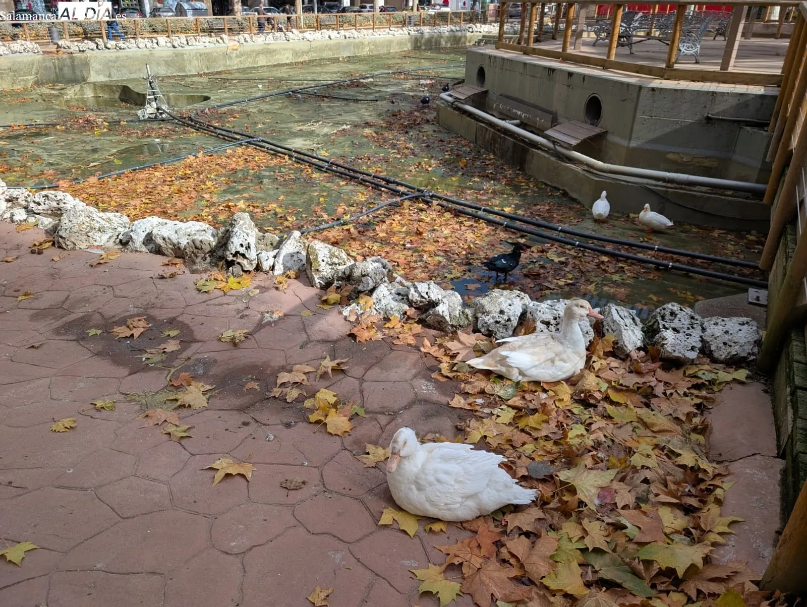 Patos de La Alamedilla con el estanque sin agua | Fotos: David Sañudo