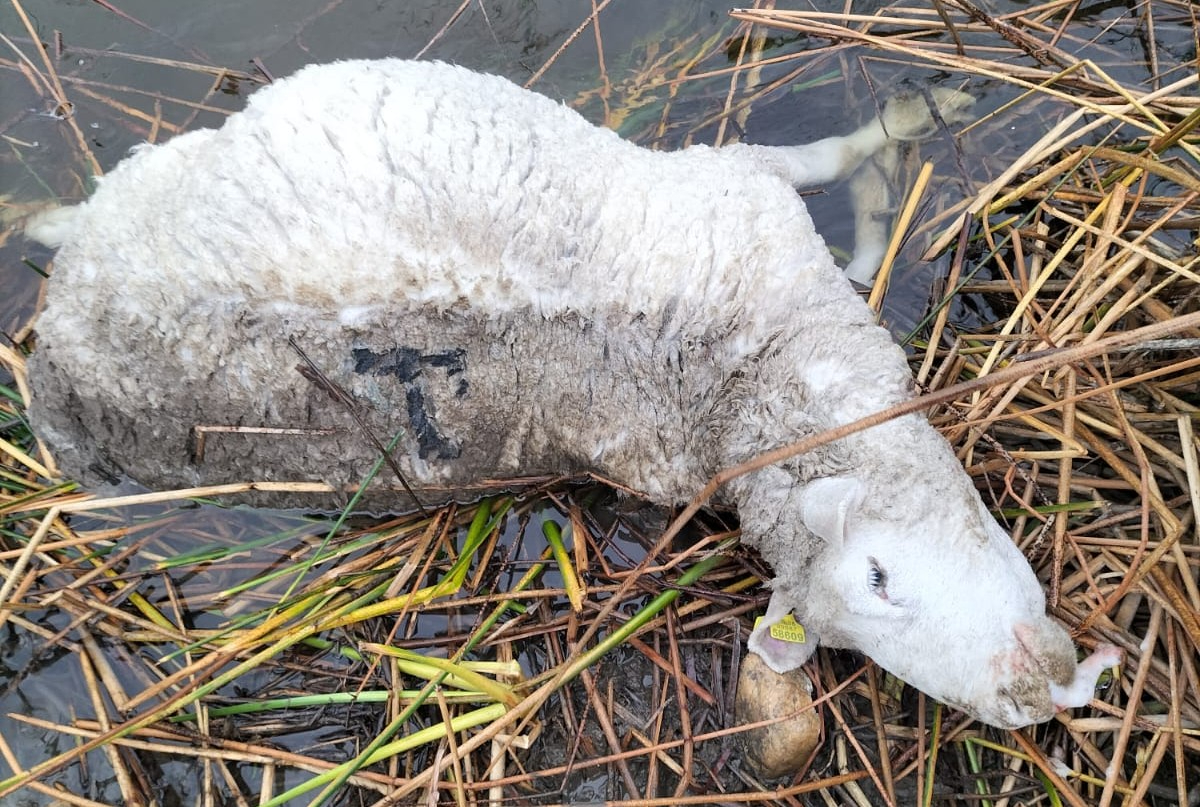 Ataque de lobo en Salamanca: mueren 7 carneros en Muñoz