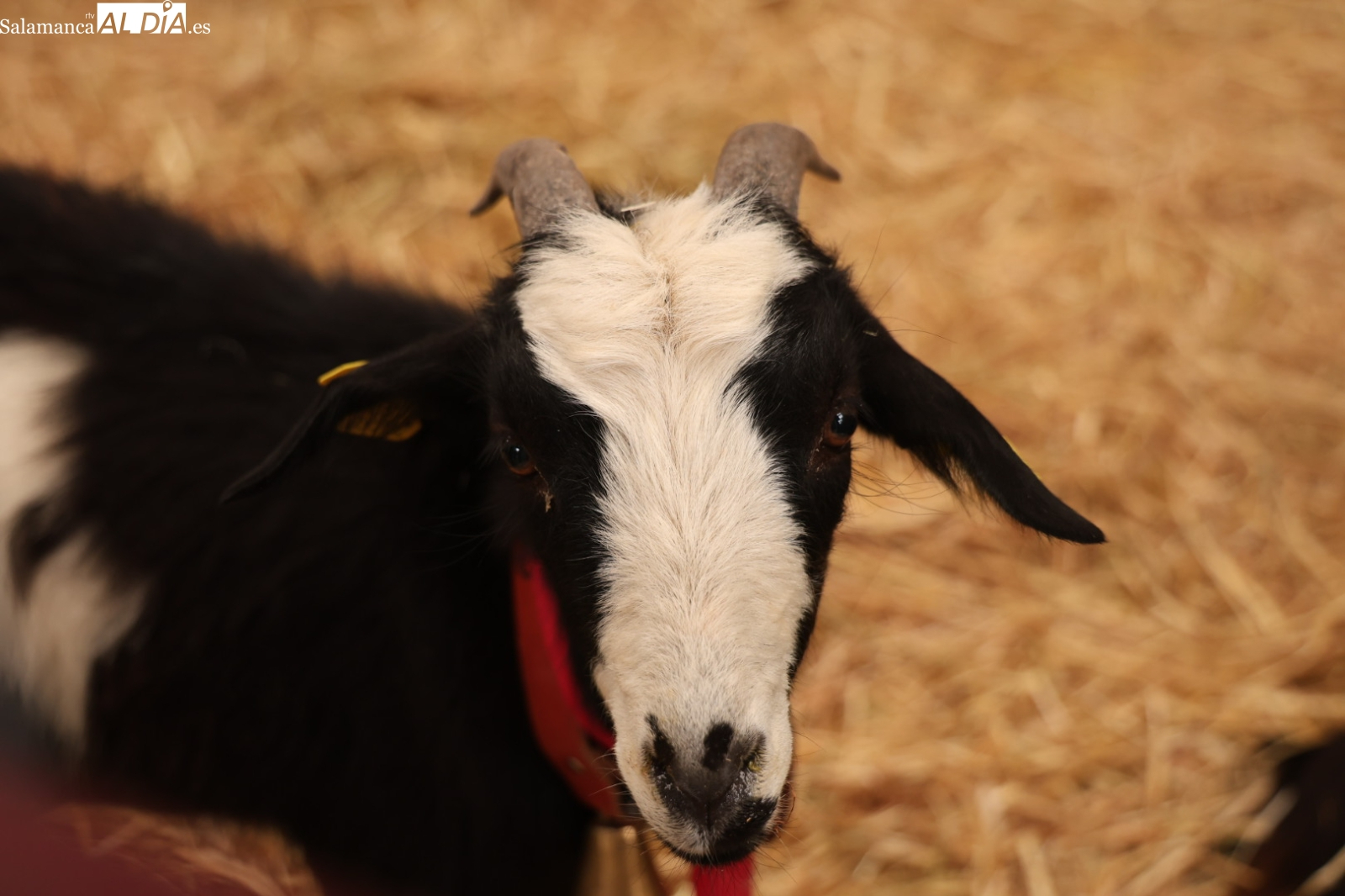 La Junta destina 250.000€ a proteger razas autóctonas de ganado