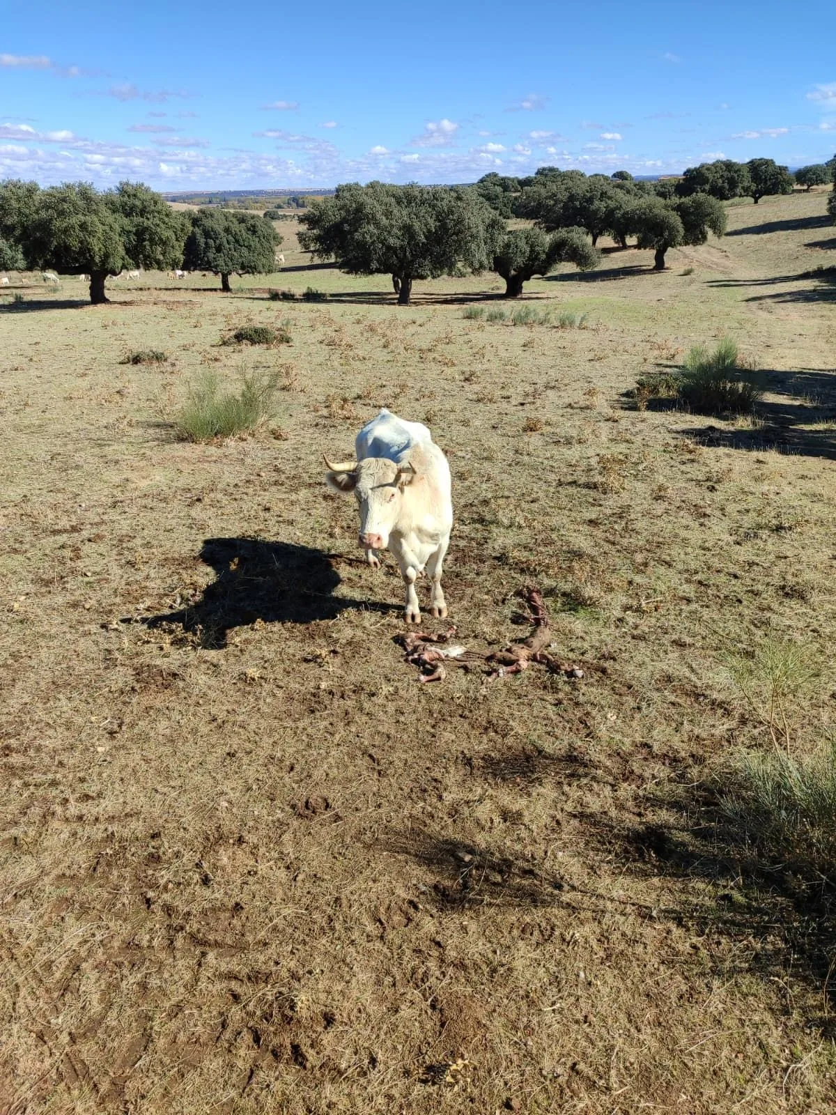 Los buitres matan a cuatro terneros recién nacidos en Sieteiglesias de Tormes