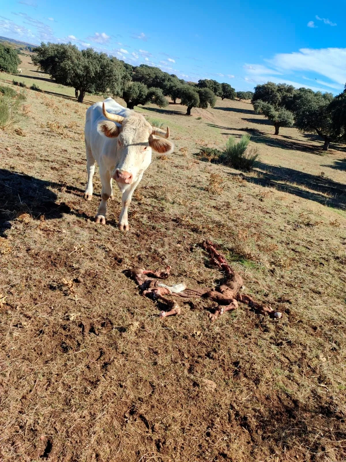 Los buitres matan a cuatro terneros recién nacidos en Sieteiglesias de Tormes
