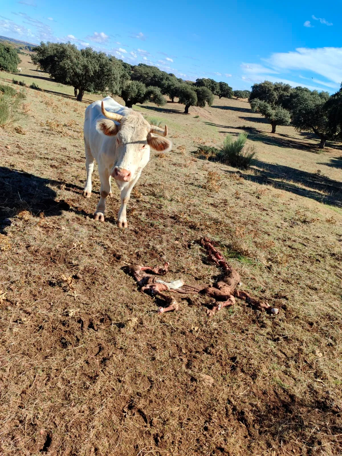 Los buitres matan a cuatro terneros recién nacidos en Sieteiglesias de Tormes
