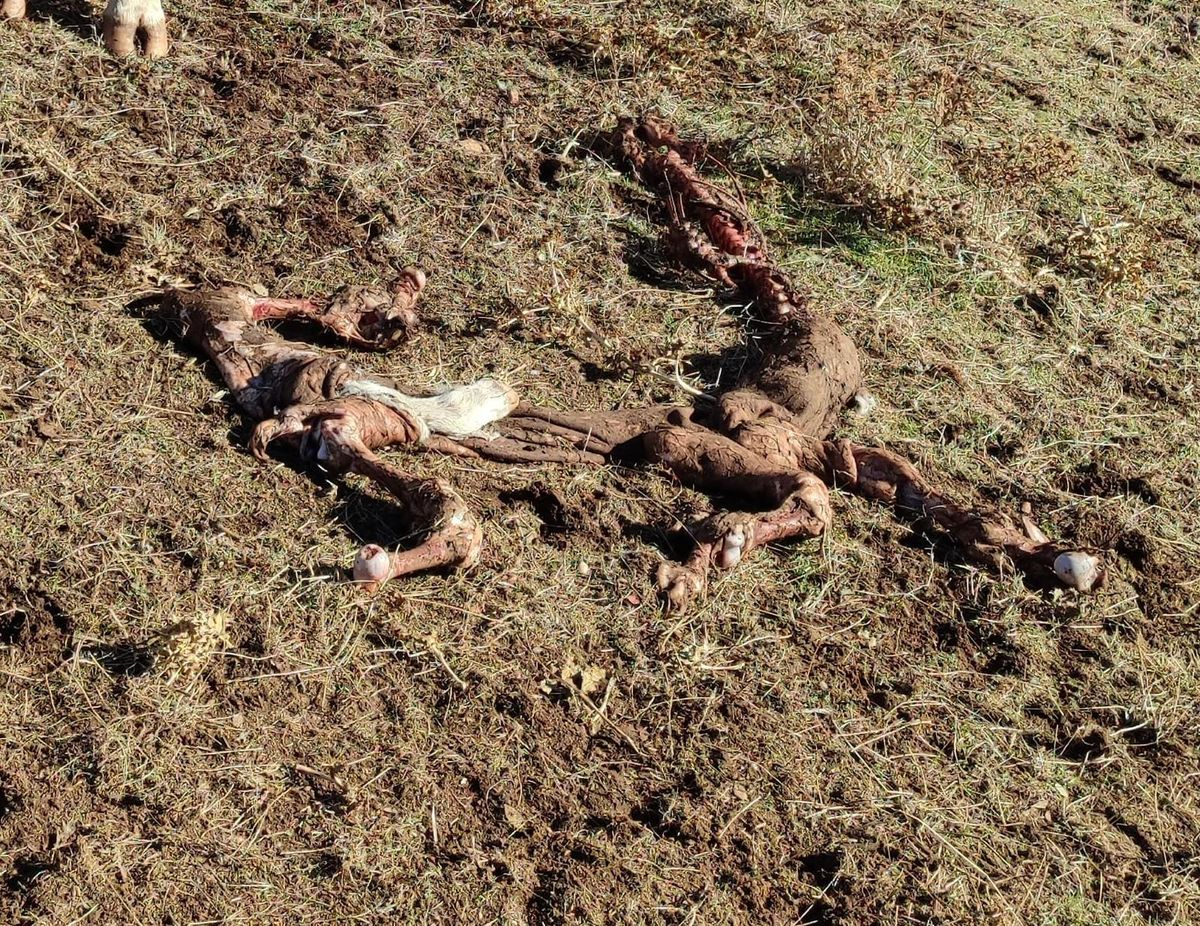 Ataques de buitres en Salamanca: mueren cuatro terneros