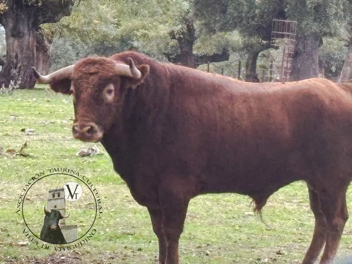 Insolente, acompañará al V Toro de San Nicolás