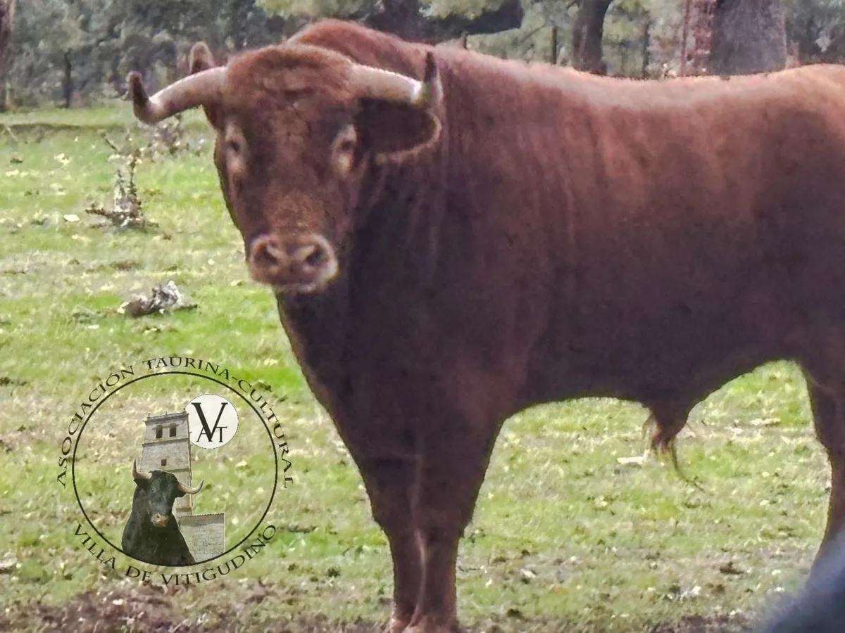 Insolente, acompañará al V Toro de San Nicolás