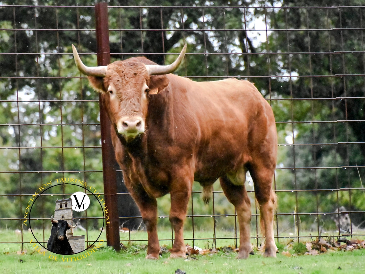 V Toro de San Nicolás en Vitigudino: dos astados de Orive
