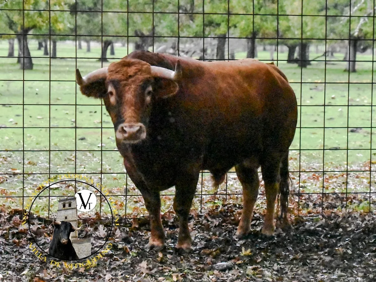 Insolente, acompañará al V Toro de San Nicolás