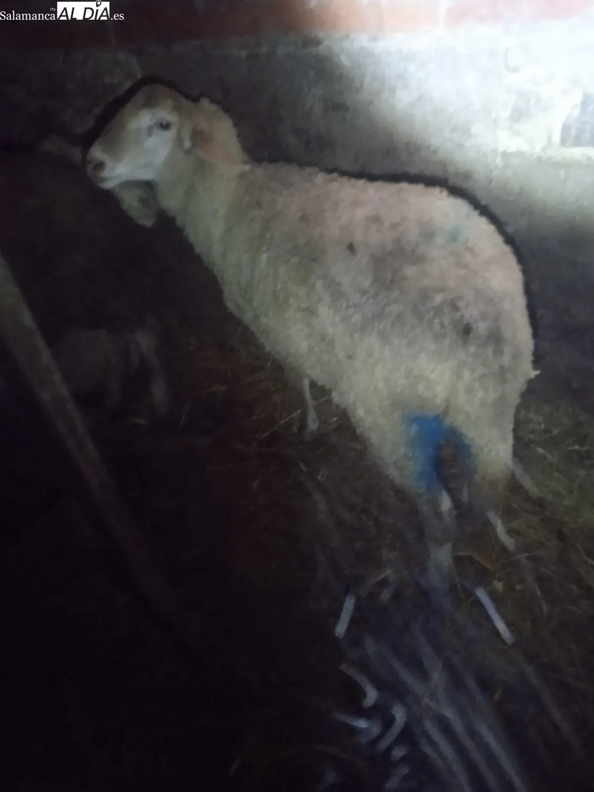 Varias de las ovejas heridas en este ataque en Trabanca 