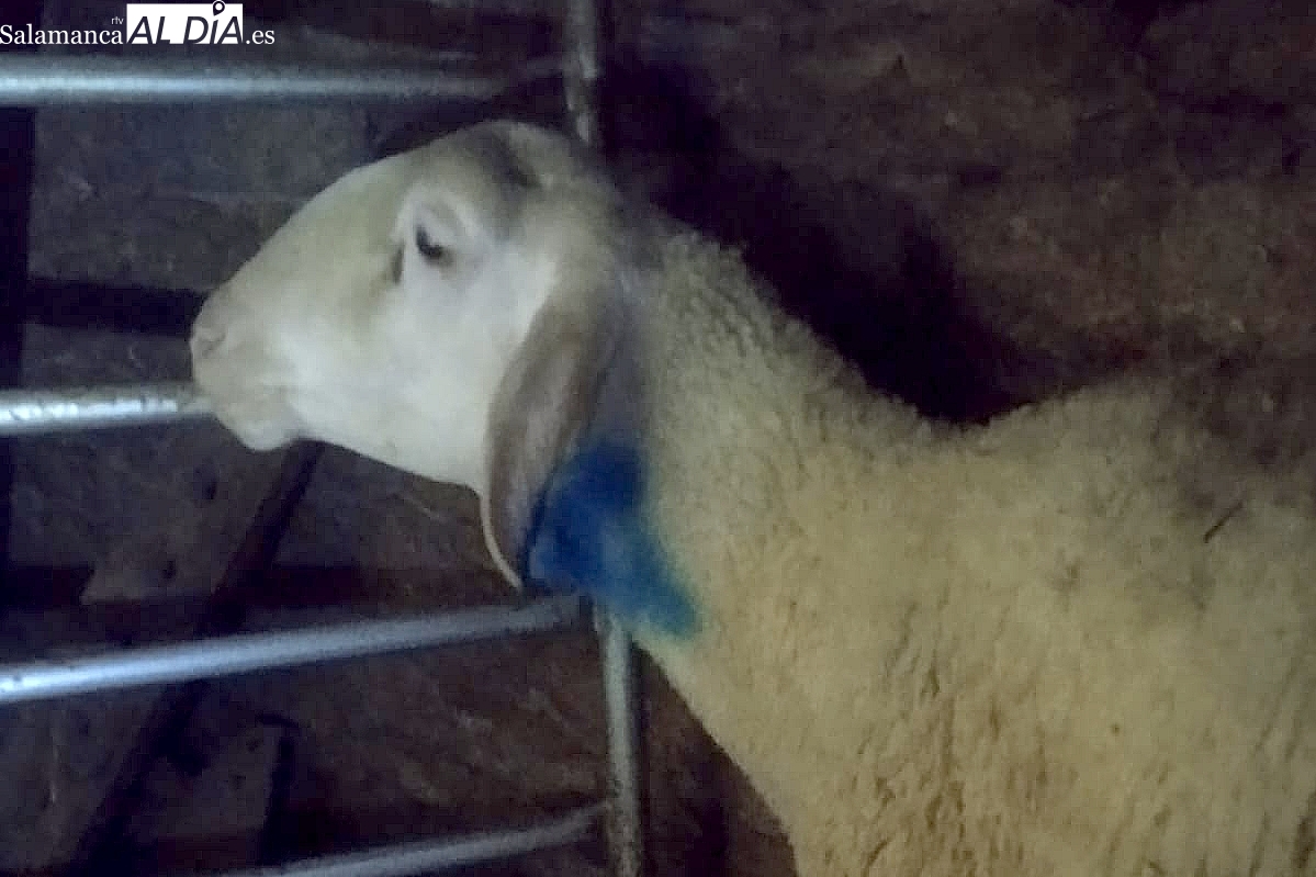 Ataque de lobo en Trabanca: dos ovejas muertas y cuatro heridas