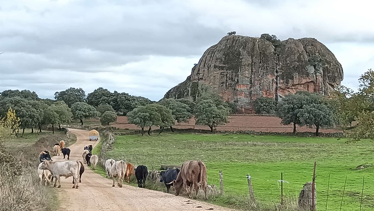Dehesa Grande, galardonada con un nuevo premio por su compromiso con la innovación en el vacuno de carne 