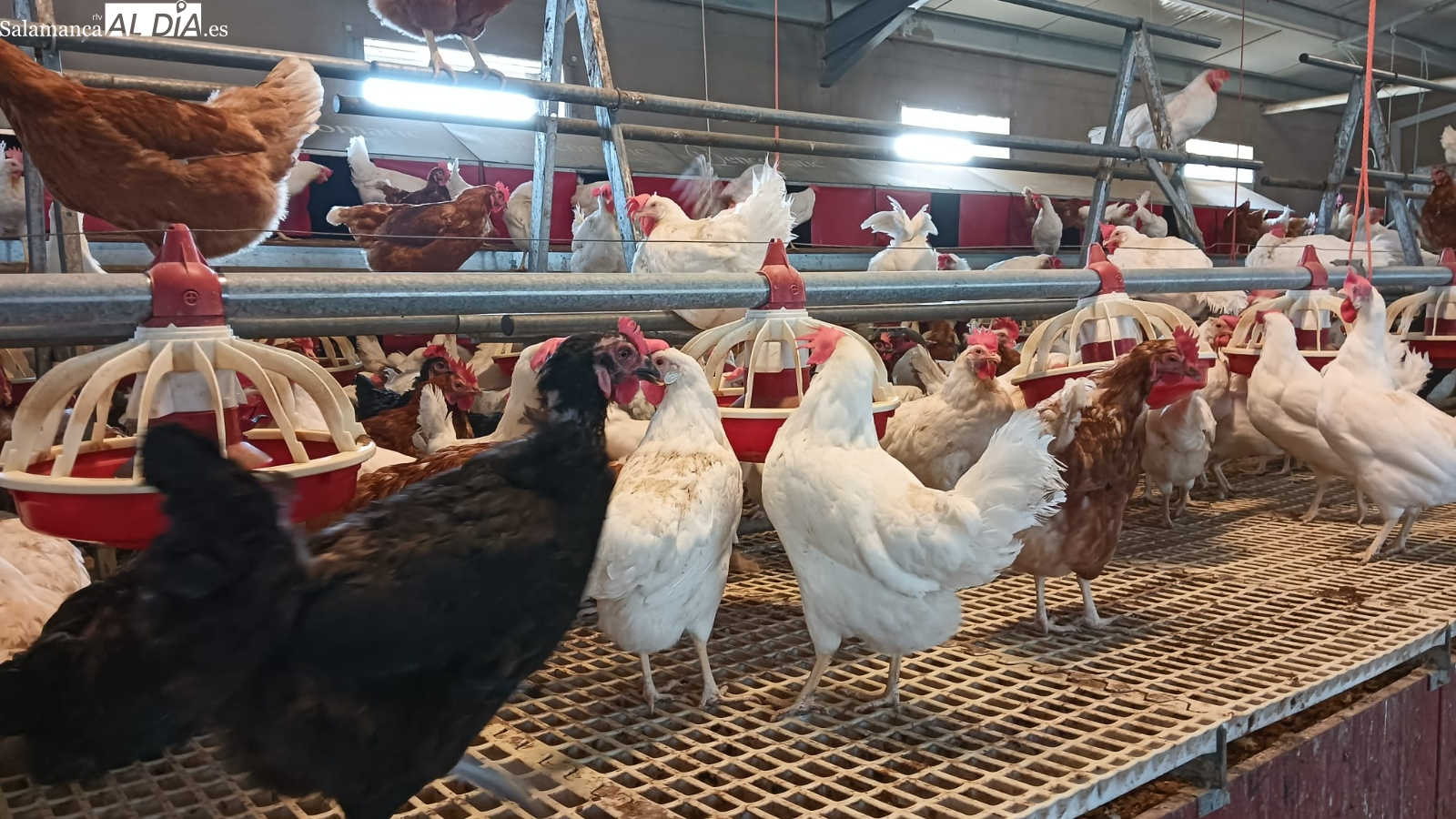 Gripe aviar en España: bajo riesgo para humanos, según OCV