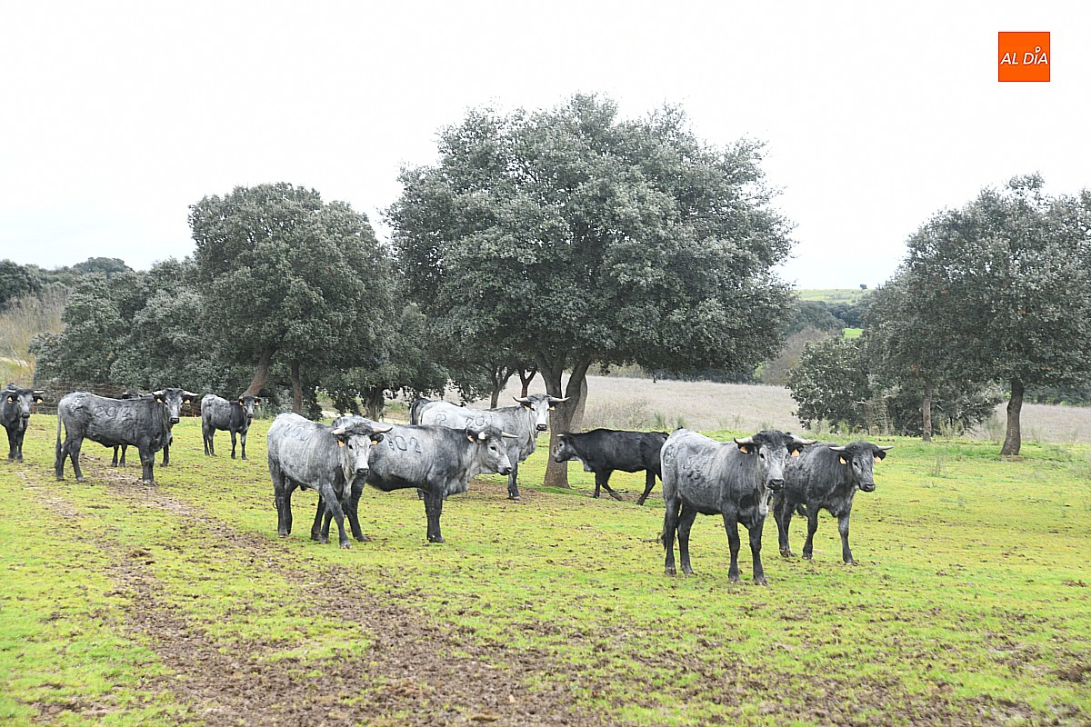 Jornadas Técnicas Dehesas con Futuro en Carpio de Azaba