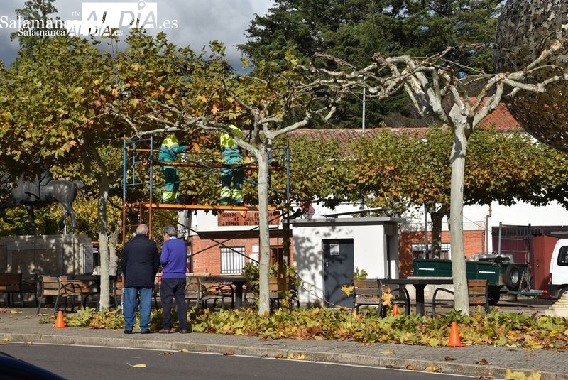 Poda de árboles en Salamanca 2025: cuándo y cómo afecta