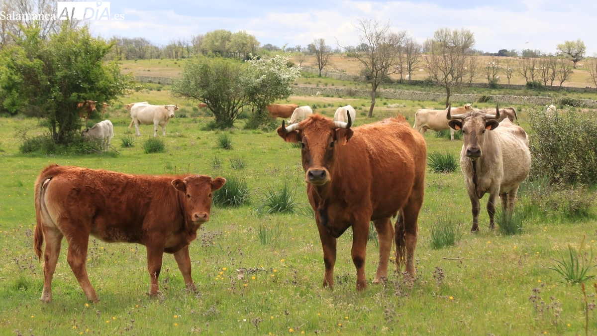Mercado de ganado y lonja de Salamanca del 3 de noviembre de 2025