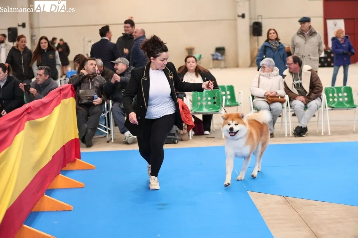 XLII Exposición Monográfica de perros nórdicos en Salamanca | FOTOS: David Sañudo 