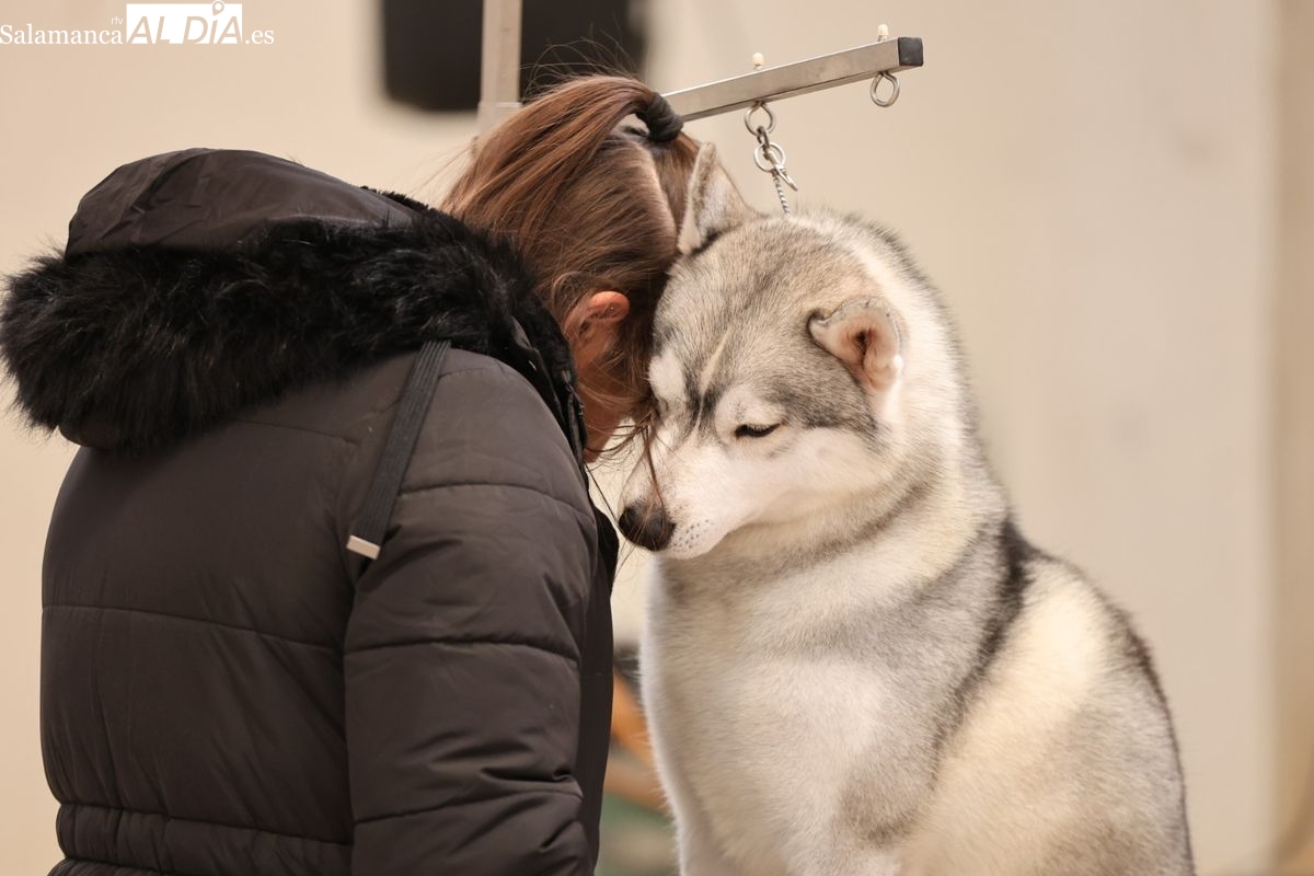 Exposición canina de perros nórdicos en Salamanca 2025