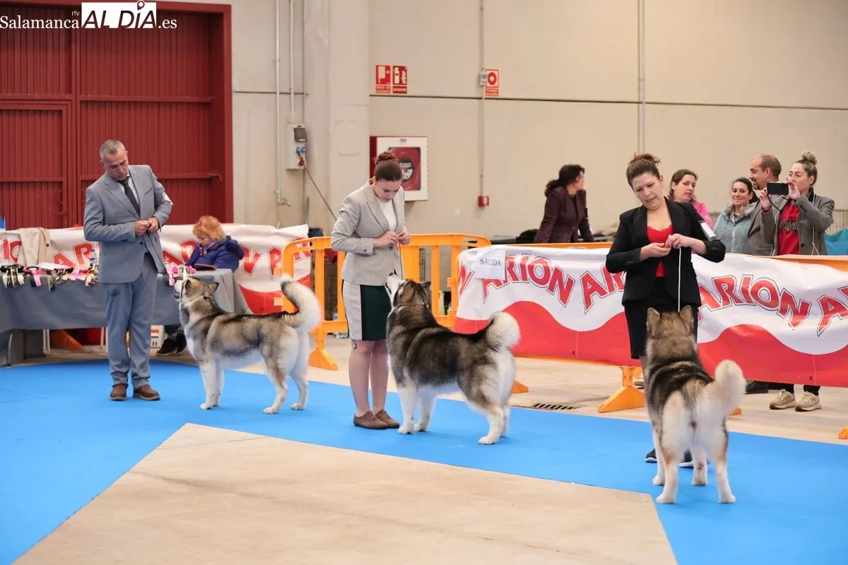 XLII Exposición Monográfica de perros nórdicos en Salamanca | FOTOS: David Sañudo 