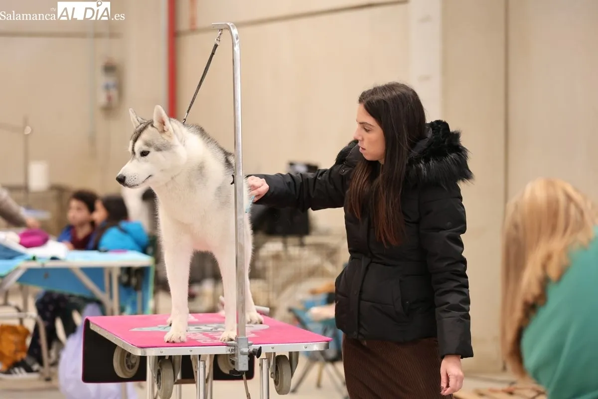 XLII Exposición Monográfica de perros nórdicos en Salamanca | FOTOS: David Sañudo 