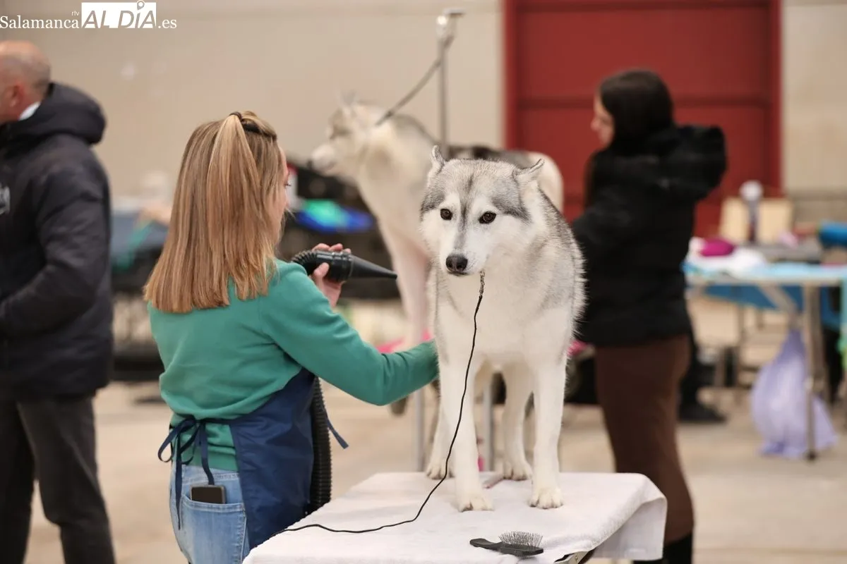 XLII Exposición Monográfica de perros nórdicos en Salamanca | FOTOS: David Sañudo 
