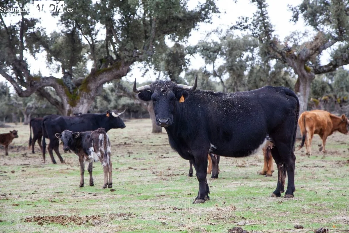 Reportaje en la ganadería Toros del Picón | Fotos: Pablo Angular