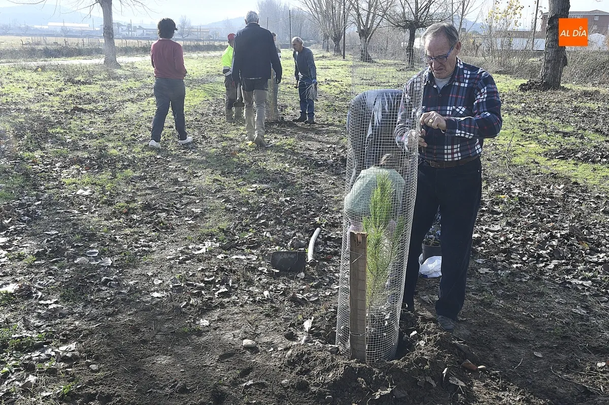 Foto 2 - ASENAVIS impulsa la reforestaci&oacute;n del Regato de Bod&oacute;n con pinos pi&ntilde;oneros