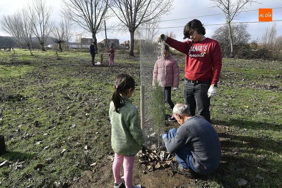 Foto 6 - ASENAVIS impulsa la reforestaci&oacute;n del Regato de Bod&oacute;n con pinos pi&ntilde;oneros