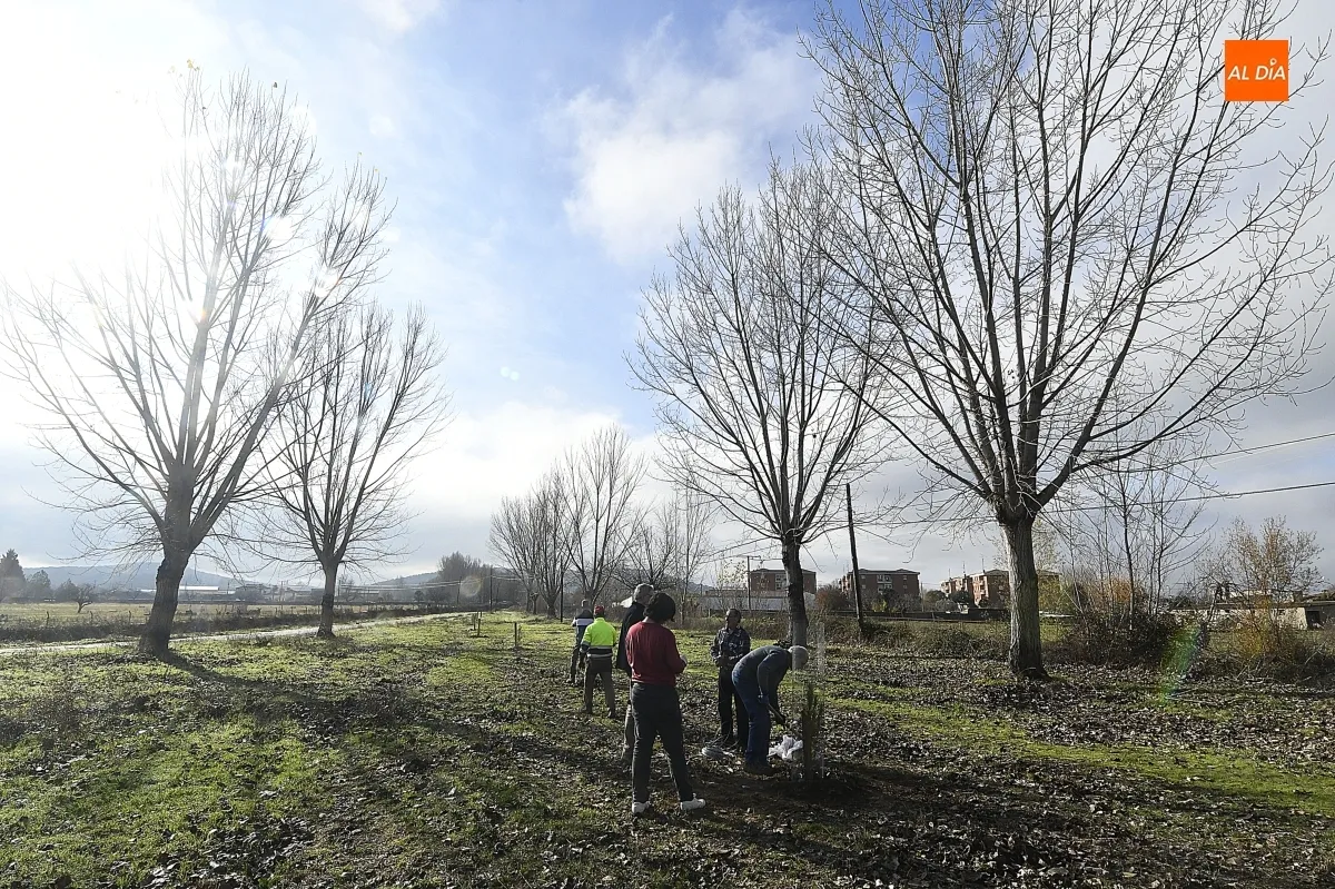 Foto 4 - ASENAVIS impulsa la reforestaci&oacute;n del Regato de Bod&oacute;n con pinos pi&ntilde;oneros