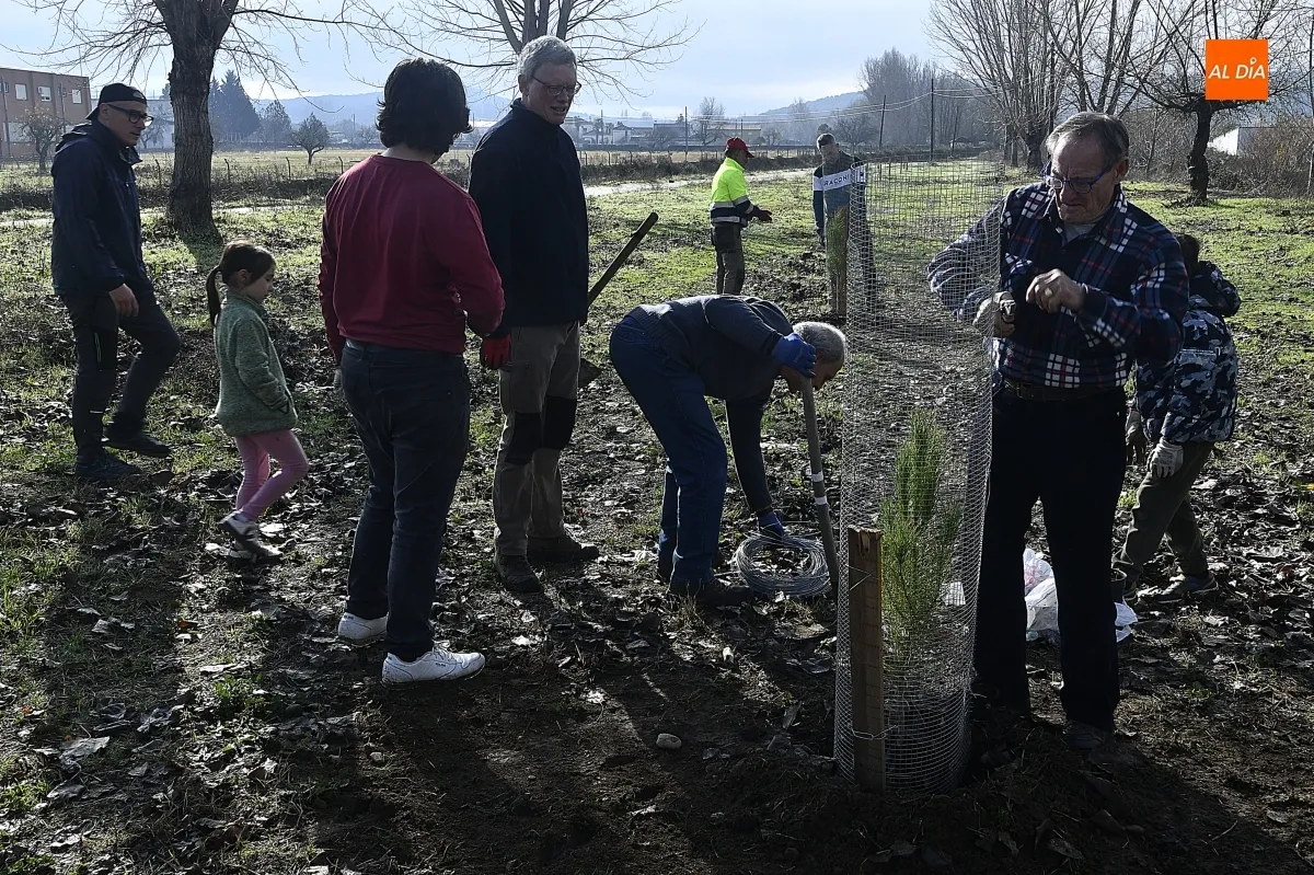Foto 3 - ASENAVIS impulsa la reforestaci&oacute;n del Regato de Bod&oacute;n con pinos pi&ntilde;oneros