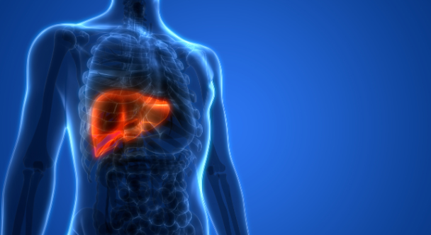 Cáncer de hígado: avance del CIC de Salamanca con modelos