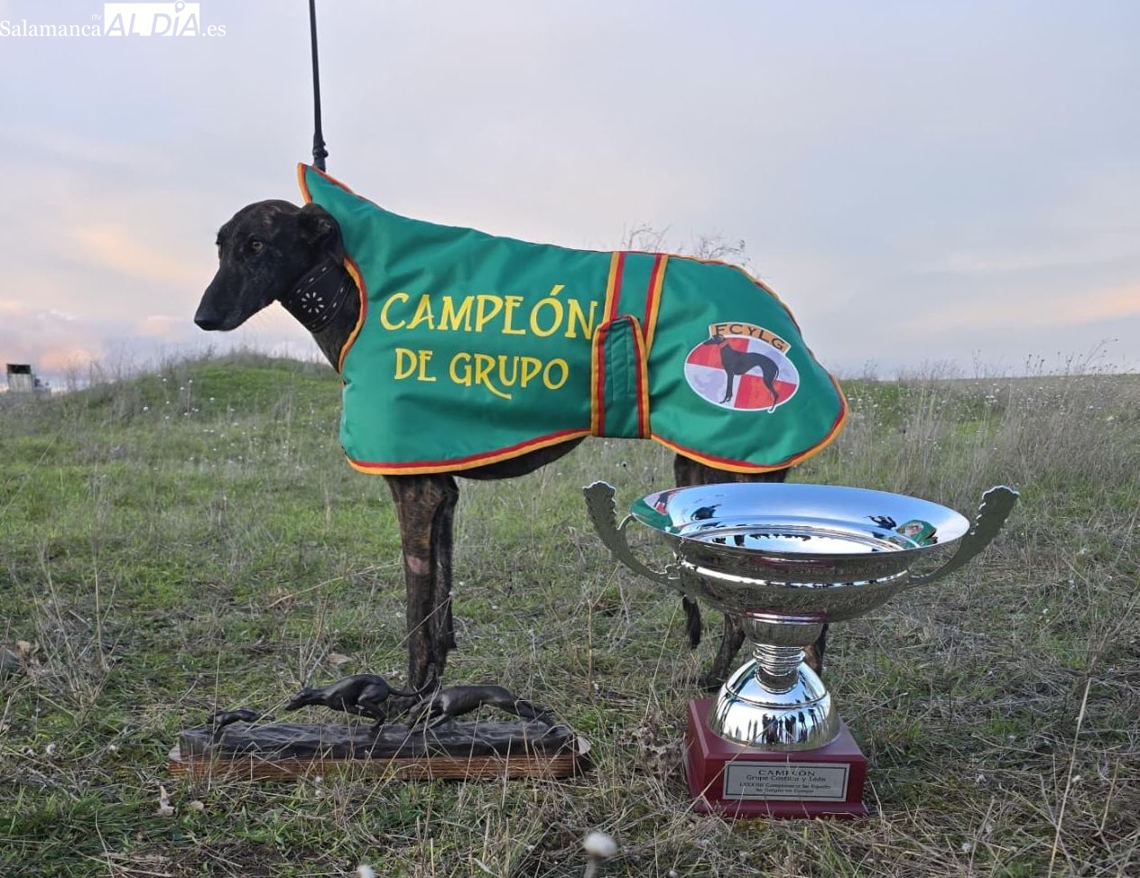La galga salmantina Húngara en el Campeonato de España
