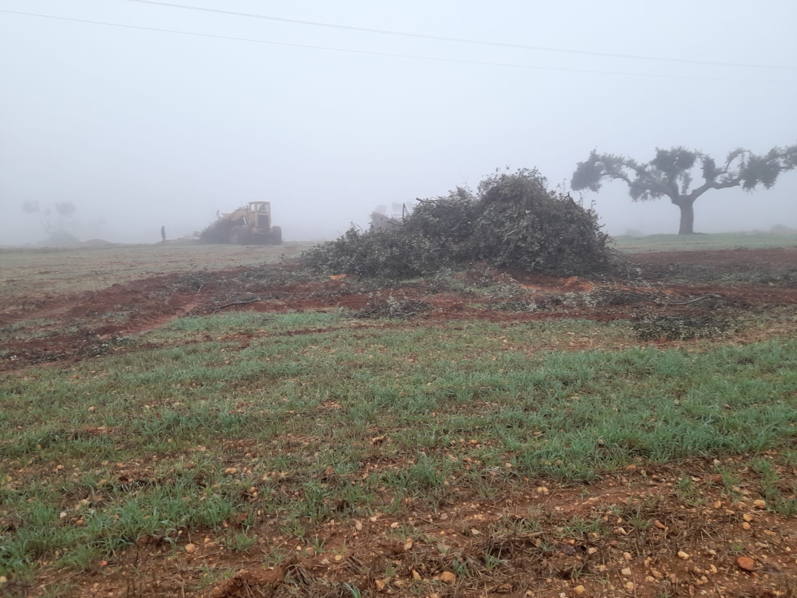 Denuncian el arranque de encinas centenarias en Parada de Arriba