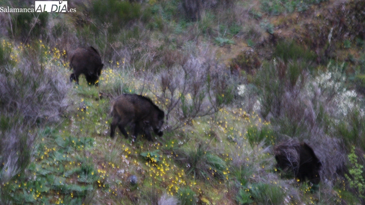 Peste Porcina Africana: Castilla y León activa medidas