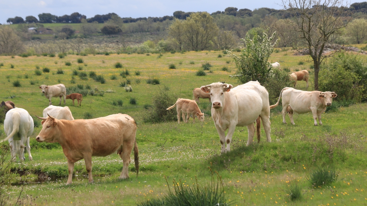 Mercado de ganado y lonja de Salamanca del 1 de diciembre de 2025 