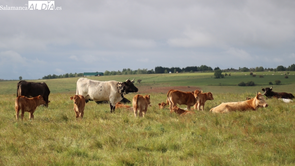 Mercado de ganado y lonja de Salamanca del 9 de diciembre de 2025