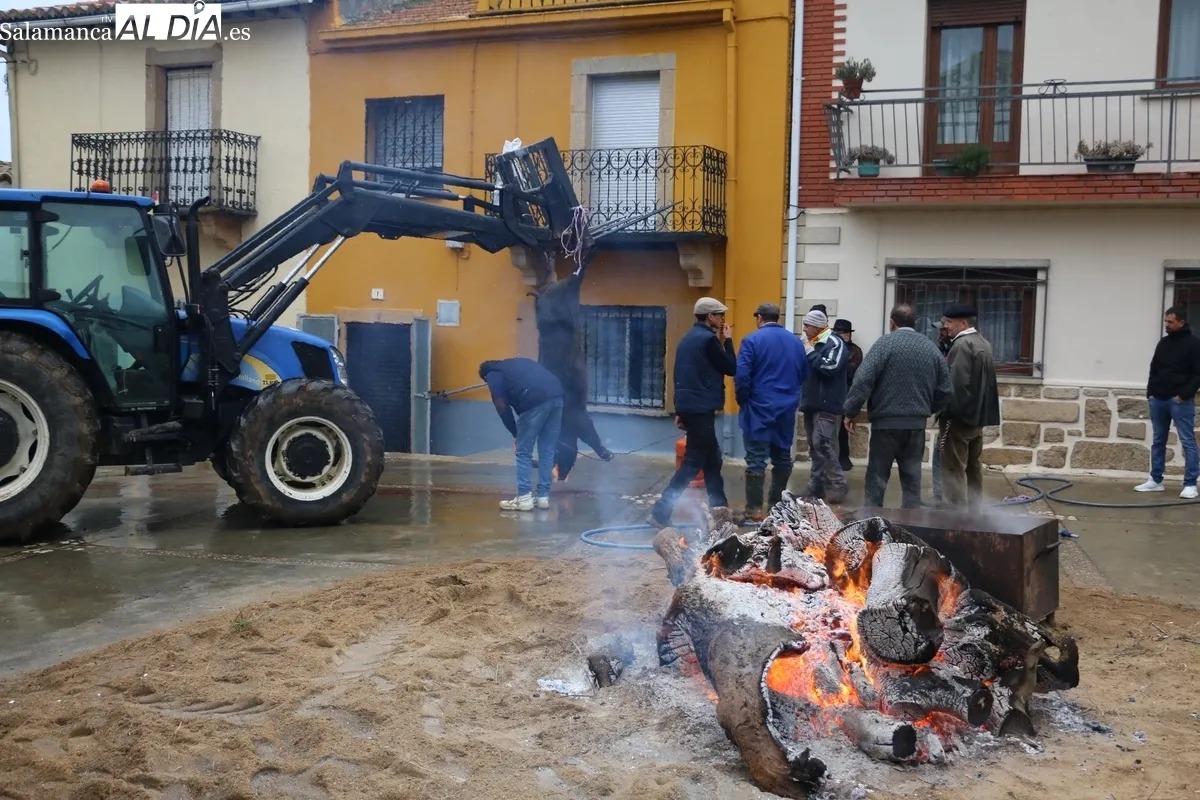 La XV Matanza Tradicional de Saucelle estuvo marcada por la lluvia, lo que restaría asistencia a los actos / CORRAL