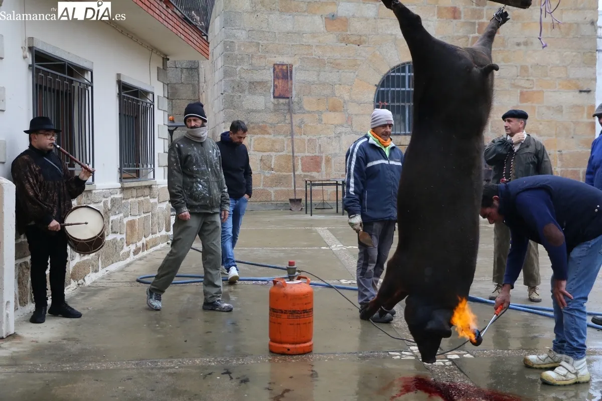 La XV Matanza Tradicional de Saucelle estuvo marcada por la lluvia, lo que restaría asistencia a los actos / CORRAL