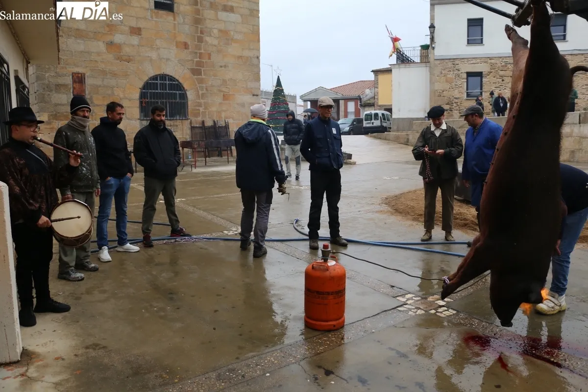 La XV Matanza Tradicional de Saucelle estuvo marcada por la lluvia, lo que restaría asistencia a los actos / CORRAL