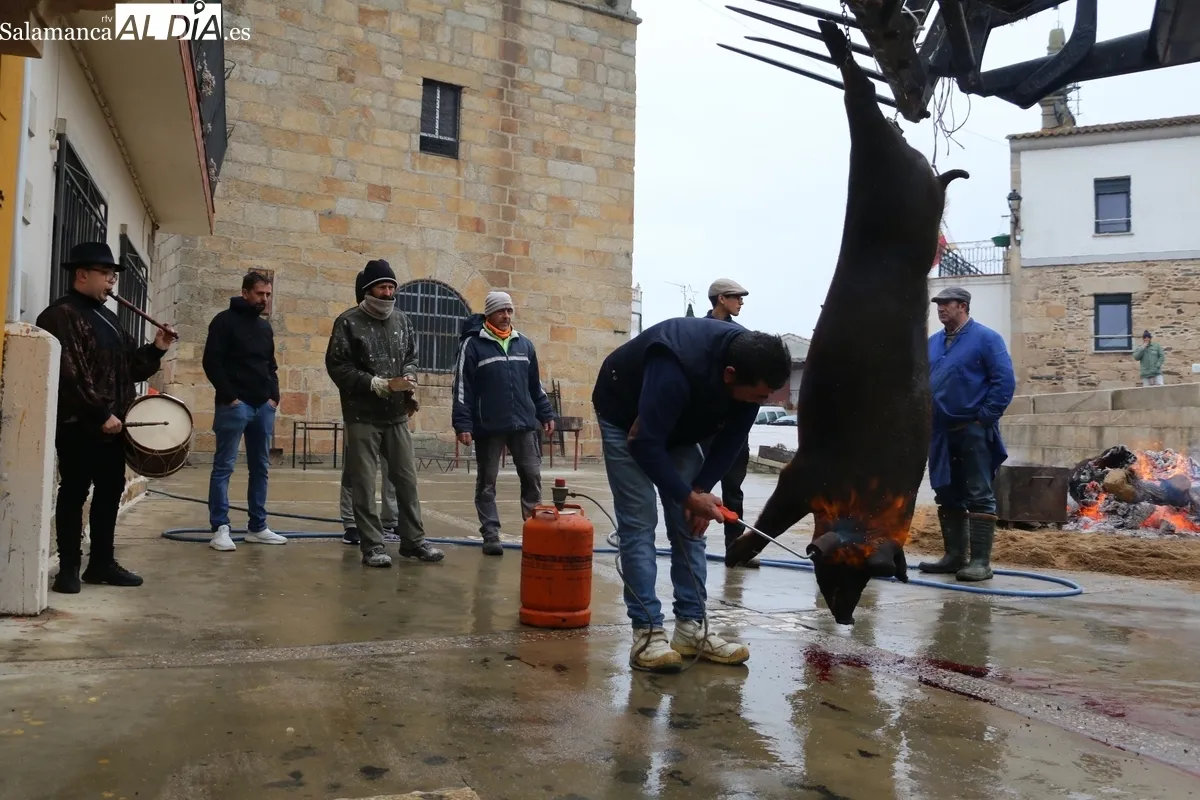 La XV Matanza Tradicional de Saucelle estuvo marcada por la lluvia, lo que restaría asistencia a los actos / CORRAL