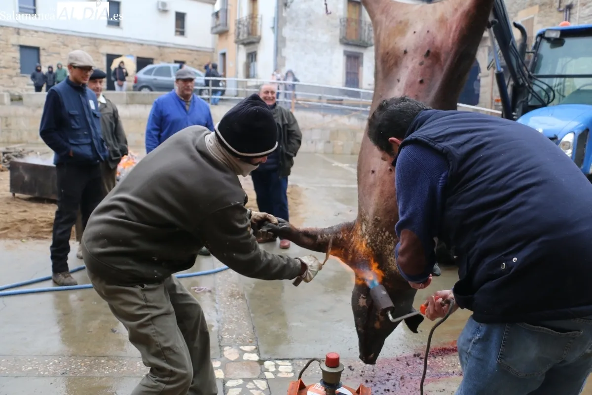 La XV Matanza Tradicional de Saucelle estuvo marcada por la lluvia, lo que restaría asistencia a los actos / CORRAL