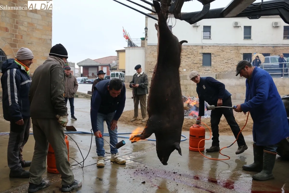 La XV Matanza Tradicional de Saucelle estuvo marcada por la lluvia, lo que restaría asistencia a los actos / CORRAL