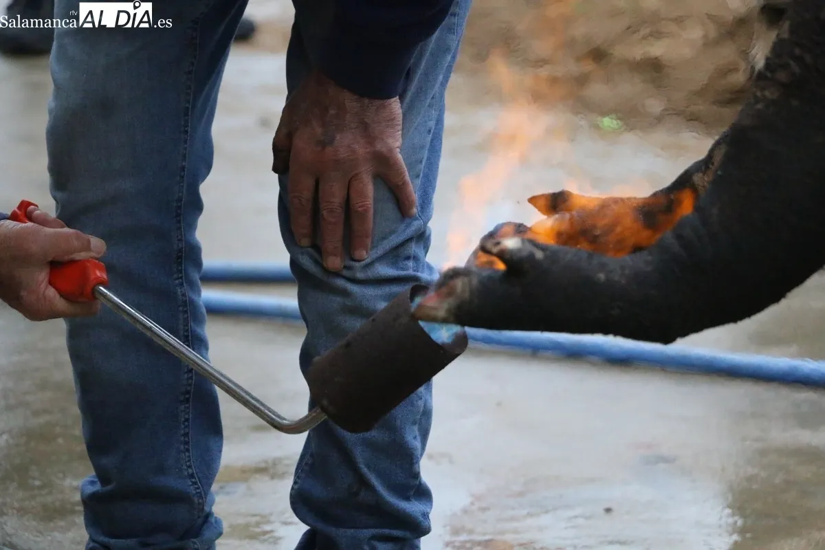 La XV Matanza Tradicional de Saucelle estuvo marcada por la lluvia, lo que restaría asistencia a los actos / CORRAL