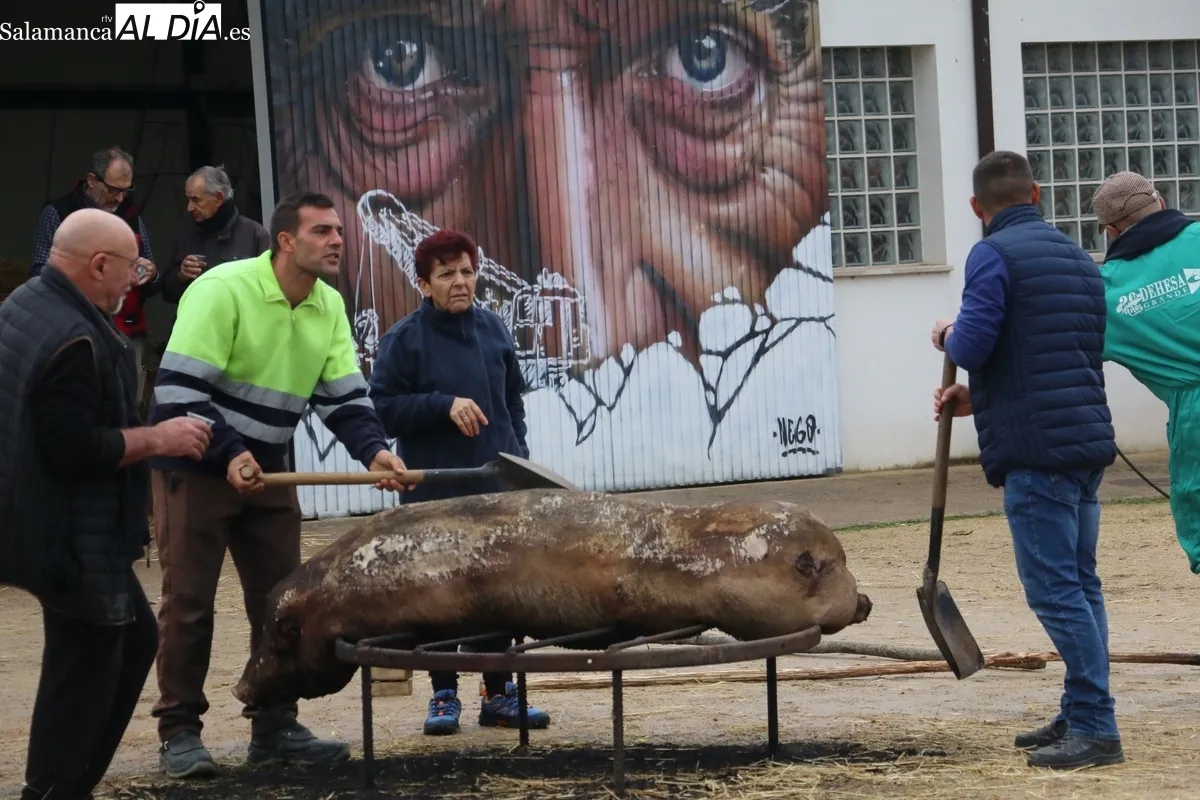 La lluvia no restó animación en la matanza tradicional de Barruecopardo / CORRAL