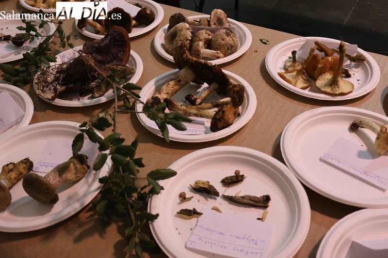 El Taller de Identificación de Setas reúne a vecinos y expertos en el Ayuntamiento de Alba de Tormes