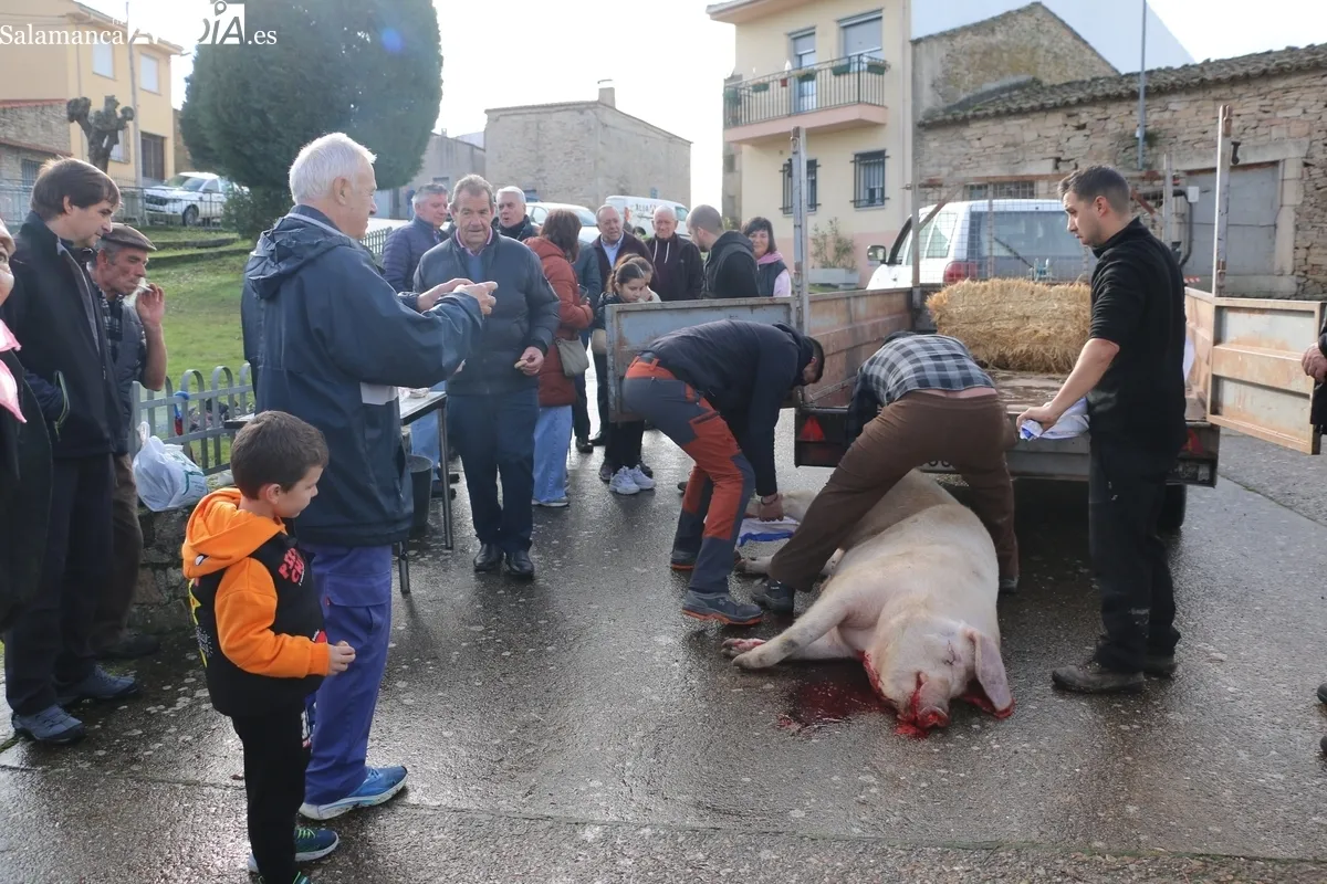 Foto 2 - El Milano celebra la Fiesta de la Matanza con un cerdo de 215 kilos