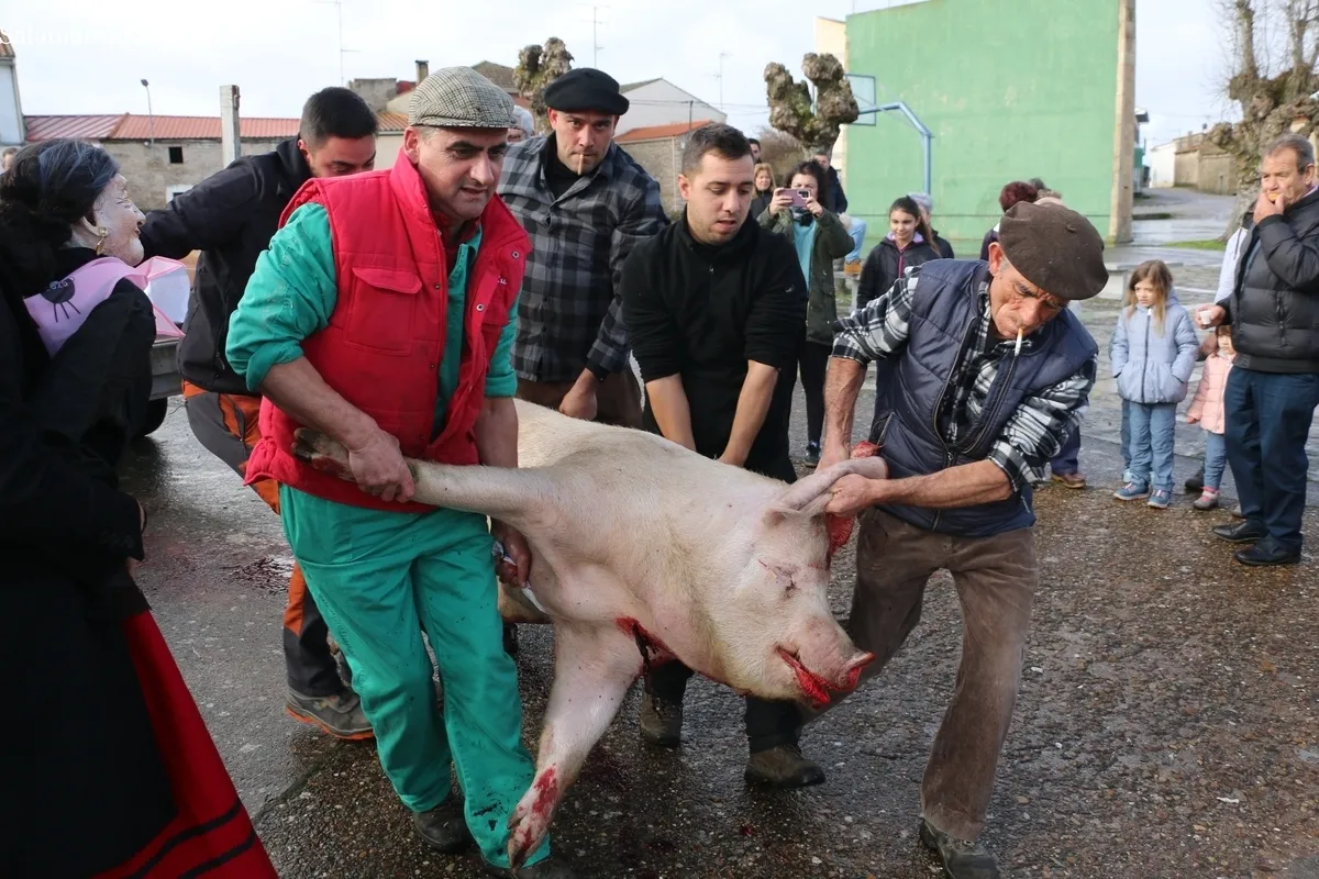 Foto 3 - El Milano celebra la Fiesta de la Matanza con un cerdo de 215 kilos